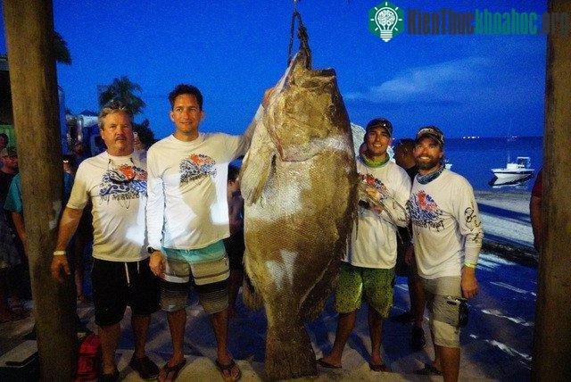 Con cá mú đen nặng 185kg vừa bắt được ở Mỹ.