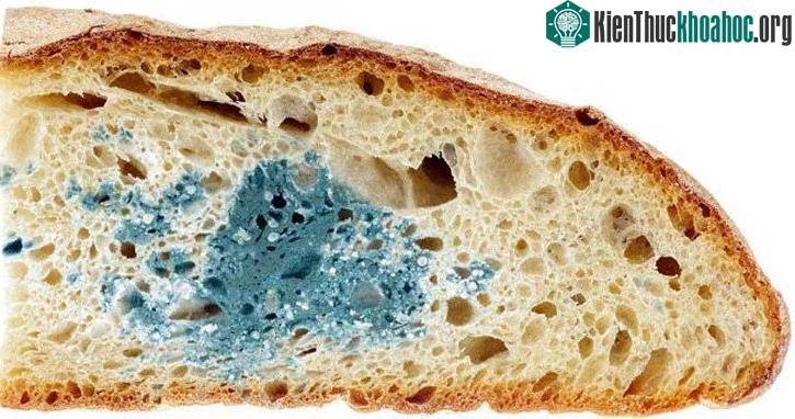 Bánh mì mốc như này liệu còn ăn được không?
