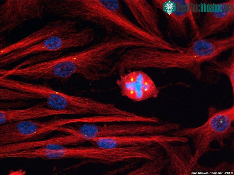Hình ảnh này cho thấy tế bào biểu mô ở người (DNA màu xanh) với số lượng trung thể tăng lên.