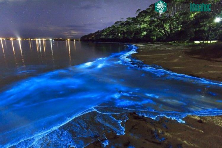 Khi màn đêm buông xuống bờ biển Vaadhoo phát sáng xanh tràn ngập.