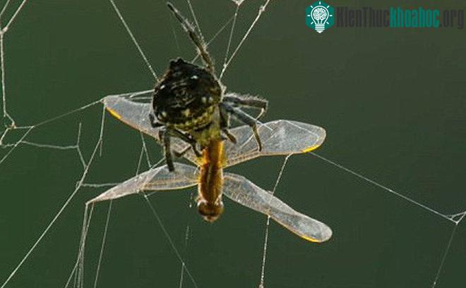 Loài nhện thân cây Darwin