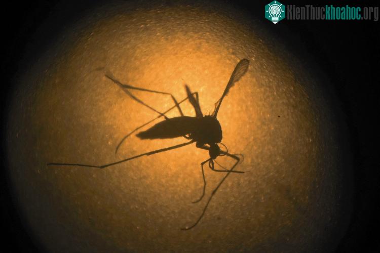 Các nhà khoa học Australia đã tiêm vi khuẩn Wolbachi vào muỗi vằn.