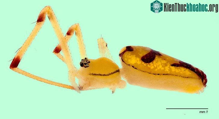 Trứng màu đã xuất hiện sớm hơn ở họ khủng long. (Ảnh minh họa).