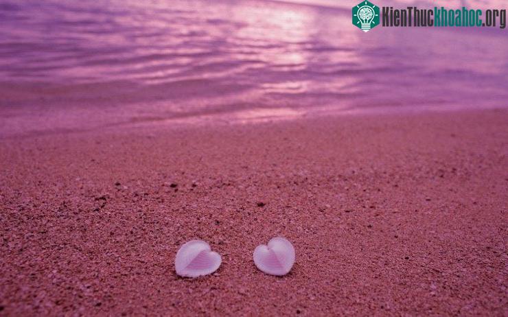Bãi biển này có màu hồng là do động vật cực nhỏ với vỏ hồng sáng, gọi là Foraminifera