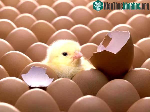 Gà mái sẽ làm đúng theo quy trình đó khoảng 4-5 lần cho đến khi ổ có khoảng 18-20 quả trứng.