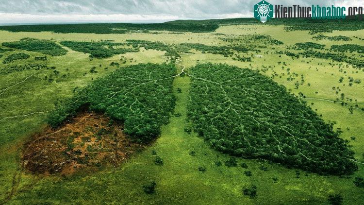 Có nhiều cách để lưu trữ carbon . Chủ yếu, chuyển đổi carbon dioxit thành chất dinh dưỡng cho cây.