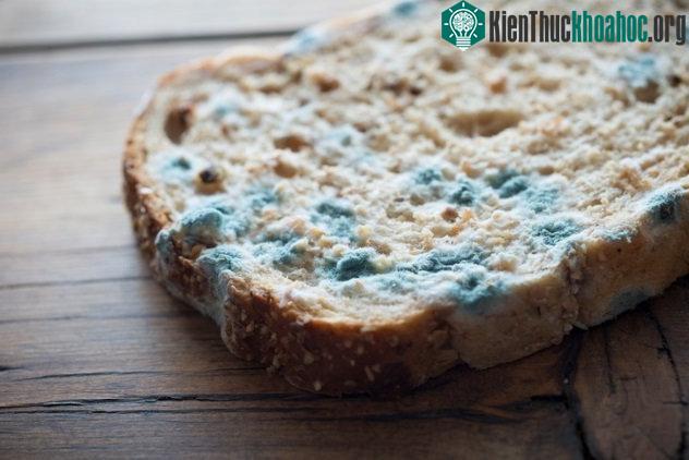 Việc sử dụng bánh mì mốc được coi là một trong những dạng thuốc kháng sinh đầu tiên và lâu đời nhất.