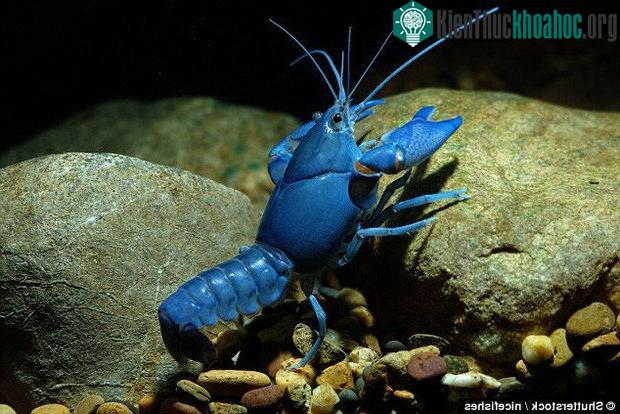 Do bị đột biến gene nên Loui mới có màu sắc khác thường so với các con tôm hùm khác.