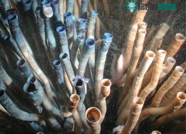 Bên trái là loài giun ống E. laminata trong tự nhiên, bên phải là E. laminata được nhuộm màu trong thí nghiệm đánh giá sinh trưởng (Nguồn: The Science of Nature)