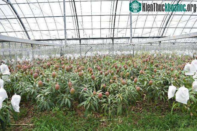 Các quả xoài phải buộc dây treo lên tránh gãy cành.