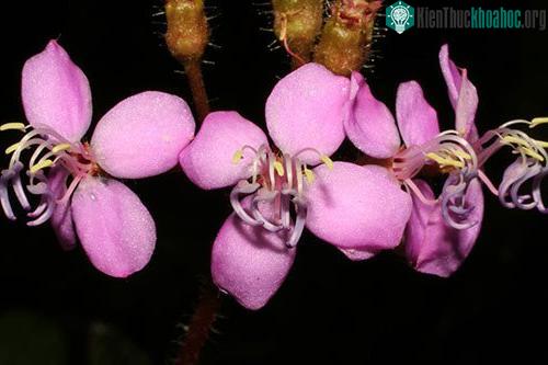 Loài mới có hoa màu hồng tươi. (Ảnh: Phạm Văn Thế).
