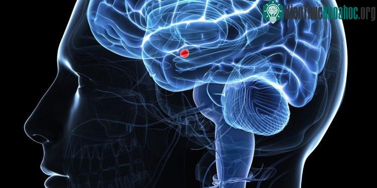 Thủ phạm khiến nhiều người nói dối là đây!