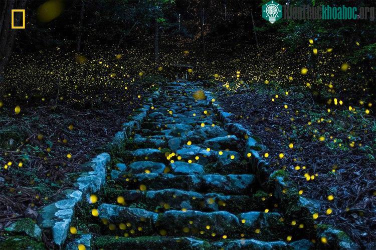Forest of the Fairy