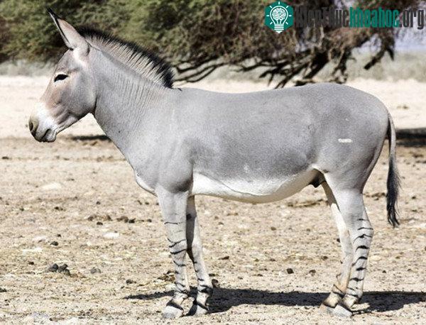 Lừa hoang châu Phi thường sống tại những vùng khô hạn ở phía đông bắc châu Phi. (Ảnh: Equinest.)