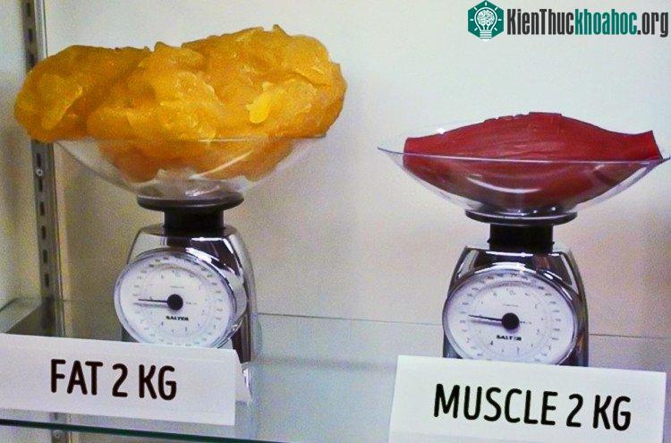 Cân ở đây đề cập đến là cân nặng của cơ bắp.