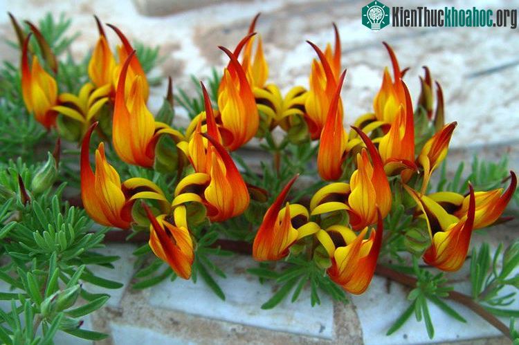 “Tận mục” vẻ đẹp của một trong những loài hoa hiếm bậc nhất thế giới ảnh 1
