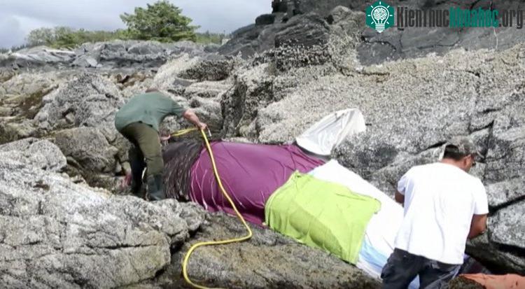 Những người cứu hộ nhanh chóng che phủ nó bằng một tấm chăn nhúng nước biển.