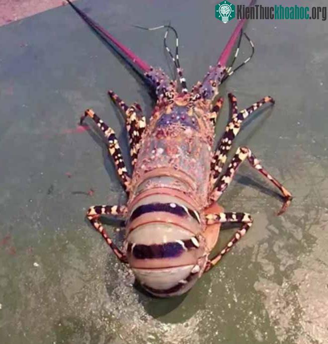 Con tôm hùm khổng lồ chuyển sang màu đỏ khi trời tối.