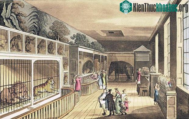 Voi, khỉ và thậm chí cả sư tử đều được thả đi lang thang khắp sân vườn.