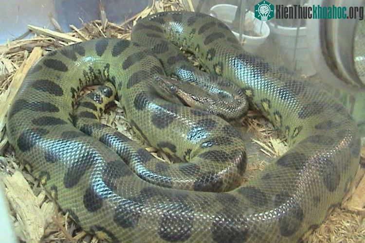 Trăn Anaconda xanh.