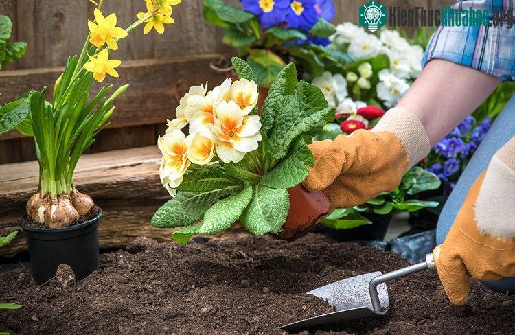 Người Italy quan niệm hoa sẽ nở đẹp hơn nếu trồng lúc nhật thực. (Ảnh: Mllbz).