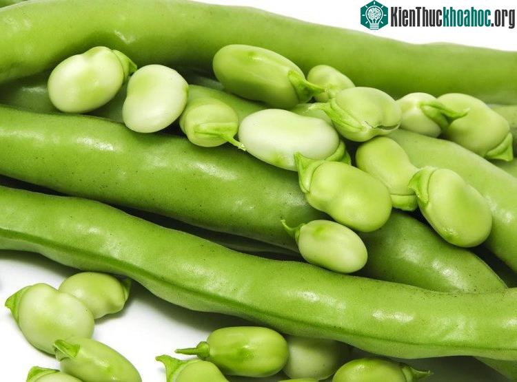 Quả đỗ xanh chứa nhiều chất xơ nên có lợi cho những người bị các rối loạn về tiêu hóa.