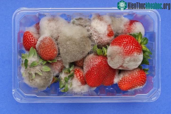 Nếu nấm mốc phát triển trên một miếng thức ăn, nó sẽ nhanh chóng lan tới những thức ăn gần đó.