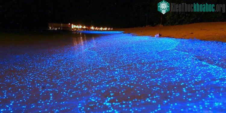 Nhiếp ảnh gia Will Ho chụp lại vẻ đẹp kì diệu của bãi biển ở Vaadhoo.