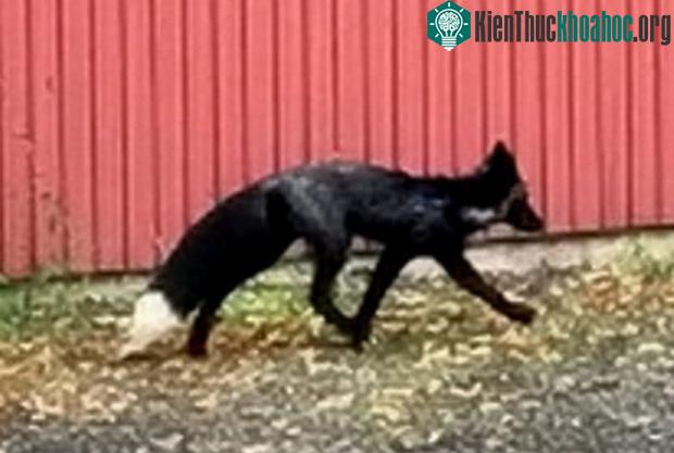 Wilf được nghi là đời sau của chú cáo Black Fox Bob nổi tiếng.