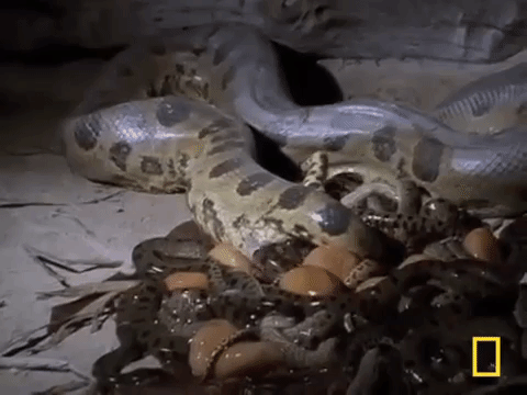 Mỗi lần mang thai, Anaconda có thể