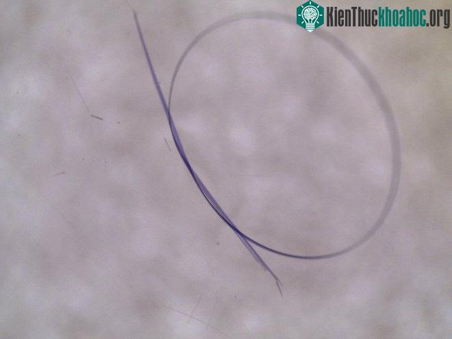 Tinh thể được tạo nên bởi các phân tử được sắp xếp theo cấu trúc tuần hoàn.