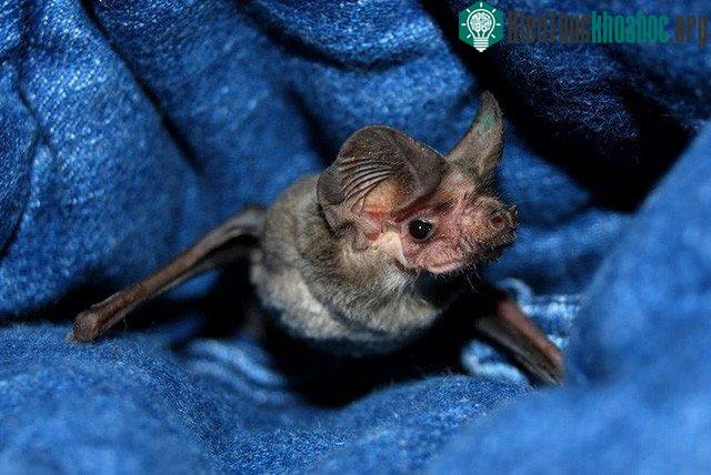 Một trong nhiều con dơi được "cứu hộ" trong cơn bão Harvey - (Ảnh: Bat World Sanctuary).
