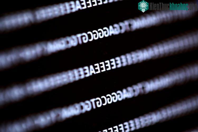 Ở cơ sở 176, đoạn DNA bao gồm khai thác là