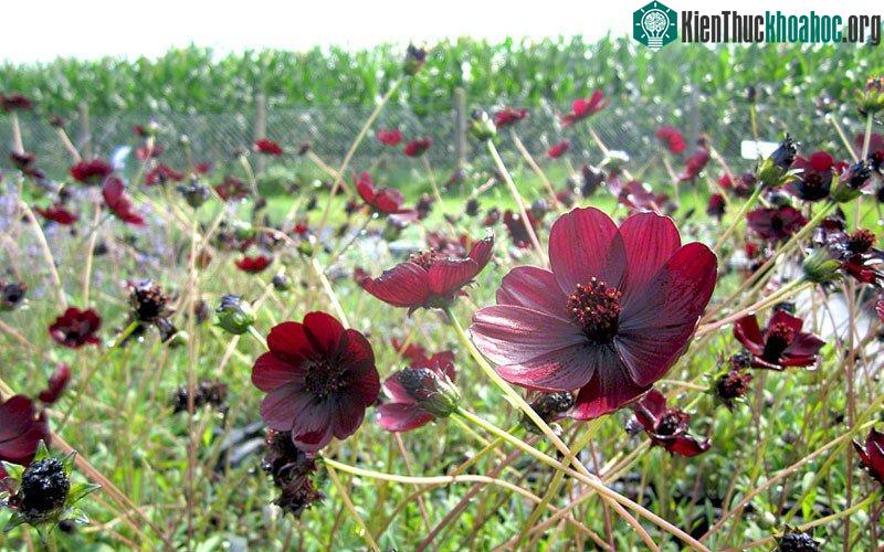 Cận cảnh vẻ đẹp của cúc vạn thọ socola.