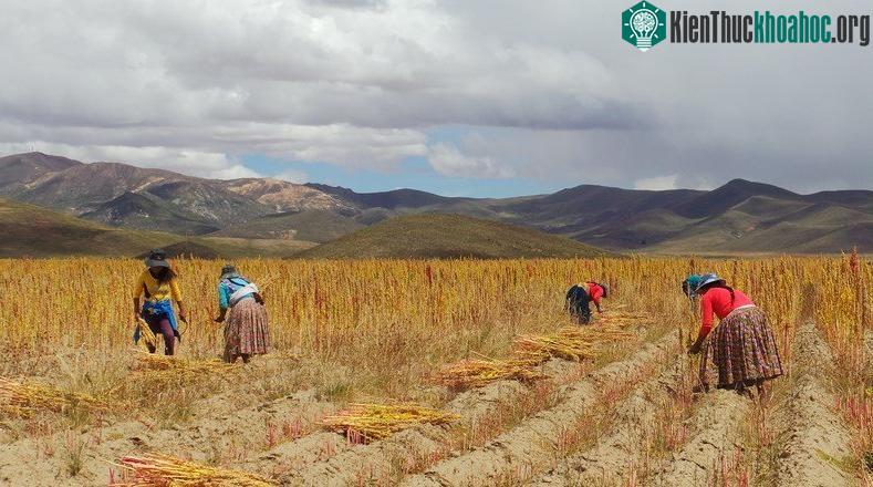 Quinoa cũng có khả năng làm giảm sự phụ thuộc vào các loại thực phẩm khác như lúa mì và gạo.