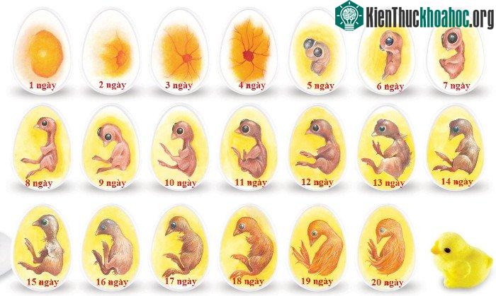 Trứng gà được ấp cùng một thời điểm, bắt đầu hoạt động cùng 1 lúc và đương nhiên sẽ cùng nhau nở ra.