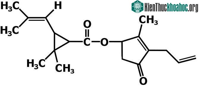 Một liều rất nhỏ pyrethroids có thể giết chết gián nhưng chưa đủ gây hại cho người.