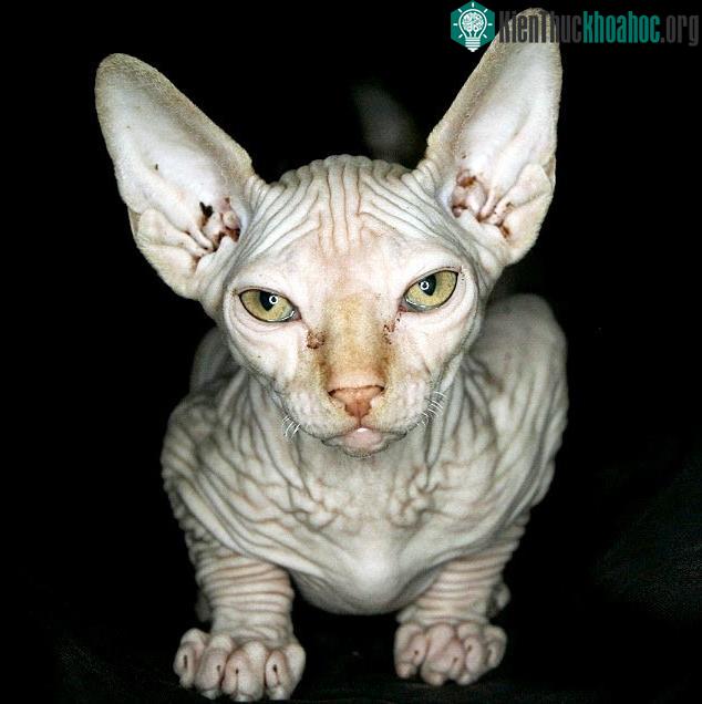 Mèo Sphynx đắt đơn giản vì nó hiếm.