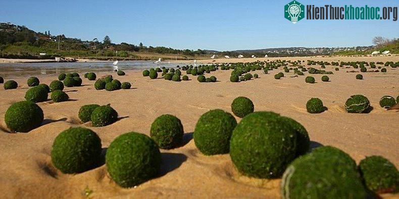 Marimo là một loại tảo hiếm và chỉ xuất hiện ở một số nước