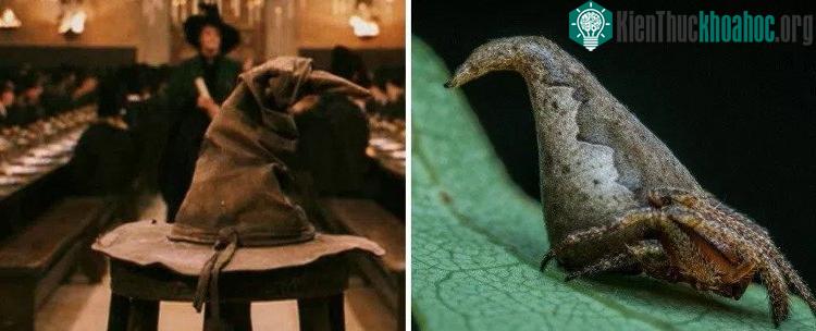 Loài nhện Eriovixia gryffindori giống y hệt chiếc mũ ma thuật tại trường Hogwarts.