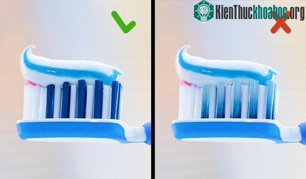 Màu sắc xanh trên lông nhạt báo hiệu thời điểm cần thay bàn chải mới.