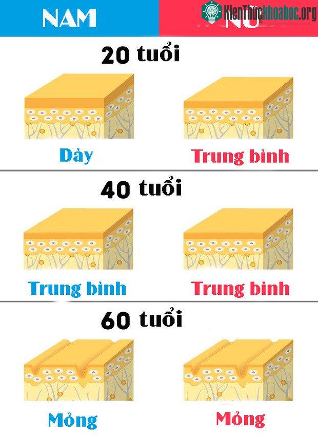 Lớp da của nam giới dày hơn nữ giới.