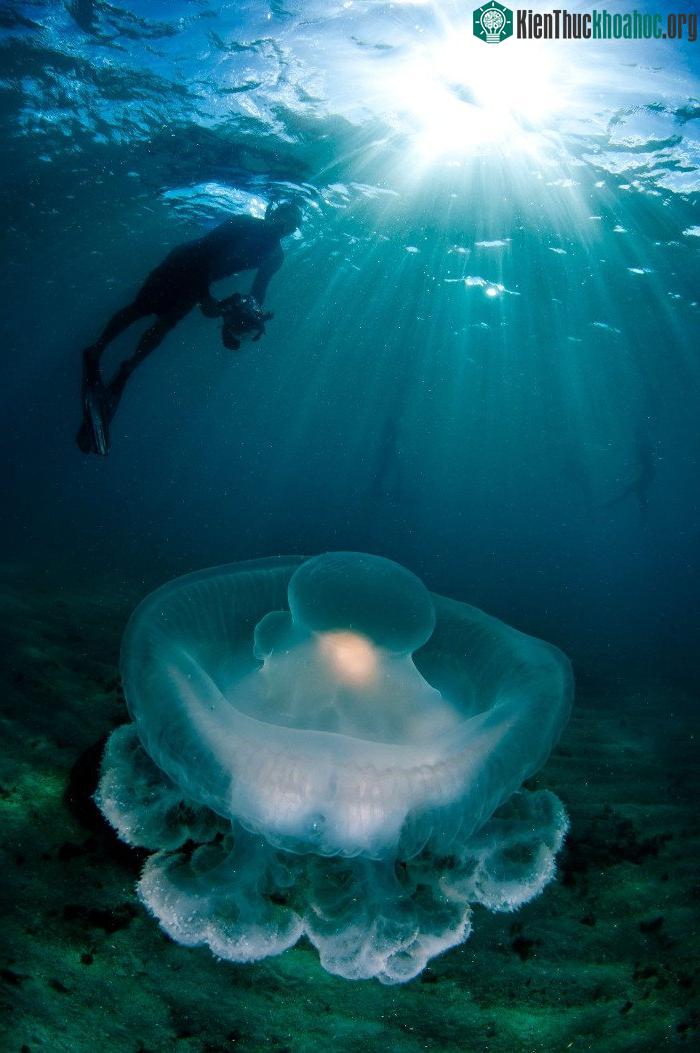 Ở đây có rất nhiều sứa độc Chironex Fleckeri, có thể giết người trong vài phút.