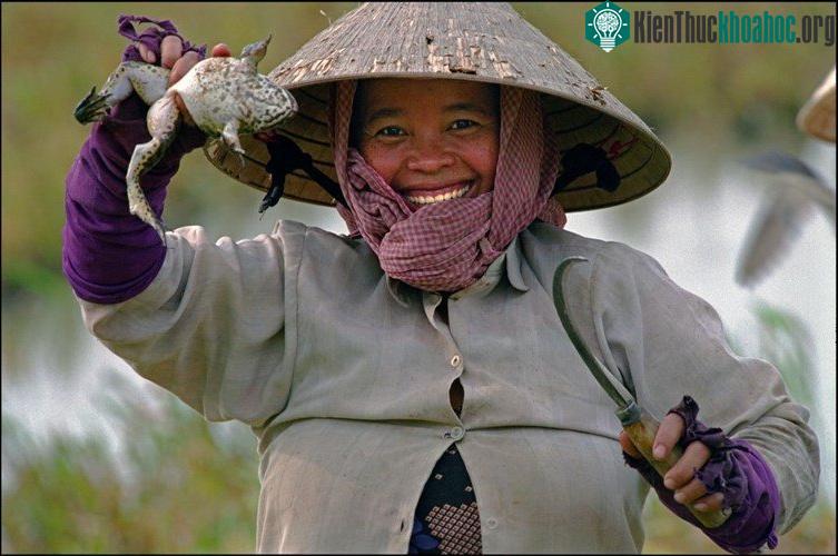 Người nông dân khoe chú ếch béo múp bắt được khi làm đồng.