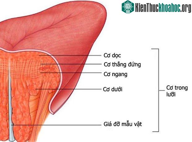 Tỉ lệ trẻ em từ 6 - 7 tuổi có khả năng uốn lưỡi từ 54% đã tăng lên thành 76% khi đạt ngưỡng 12 tuổi.