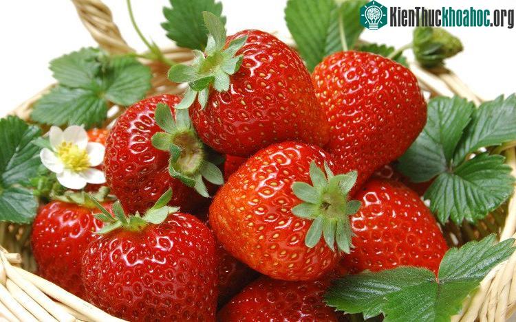 Trái dâu tây đặc biệt này có tên là toukun ichigo.