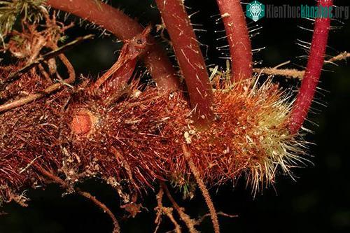 Thân rễ dạng củ với nhiều lông cứng của loài Me nguồn. (Ảnh: Phạm Văn Thế).