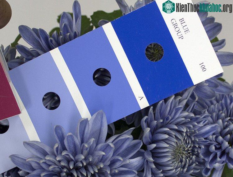 Thông qua việc gây giống, lai tạo đã có thêm hoa cúc màu cam và màu xanh lá cây