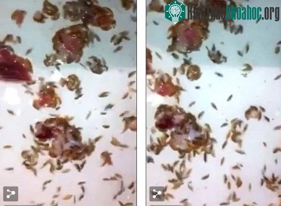 Các sinh vật lạ nhanh chóng