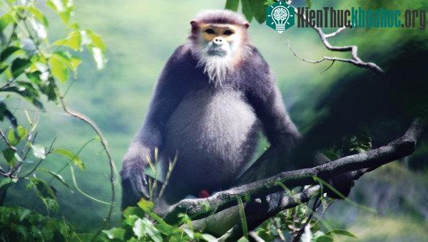 Cả ba đàn voọc này đều có những cá thể đang mang thai, một số con còn rất nhỏ.